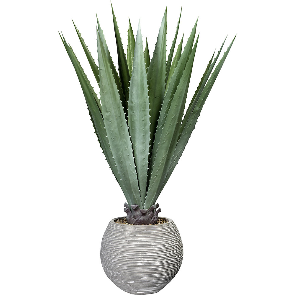 Agave avec gravier