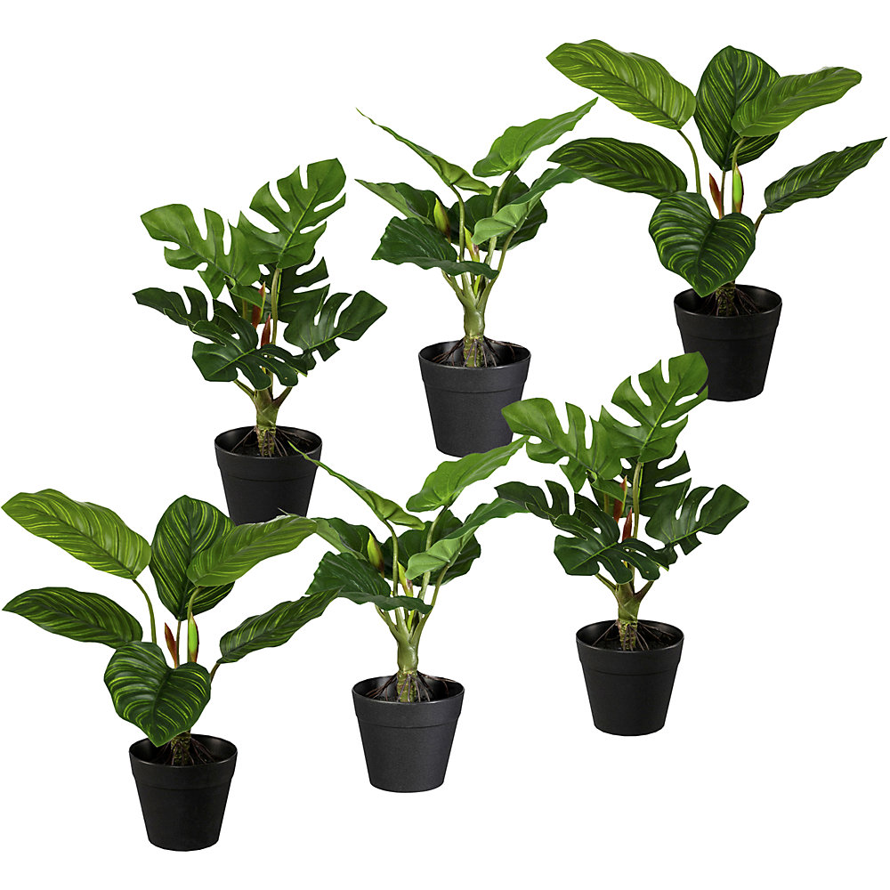 Ensemble de plantes vertes