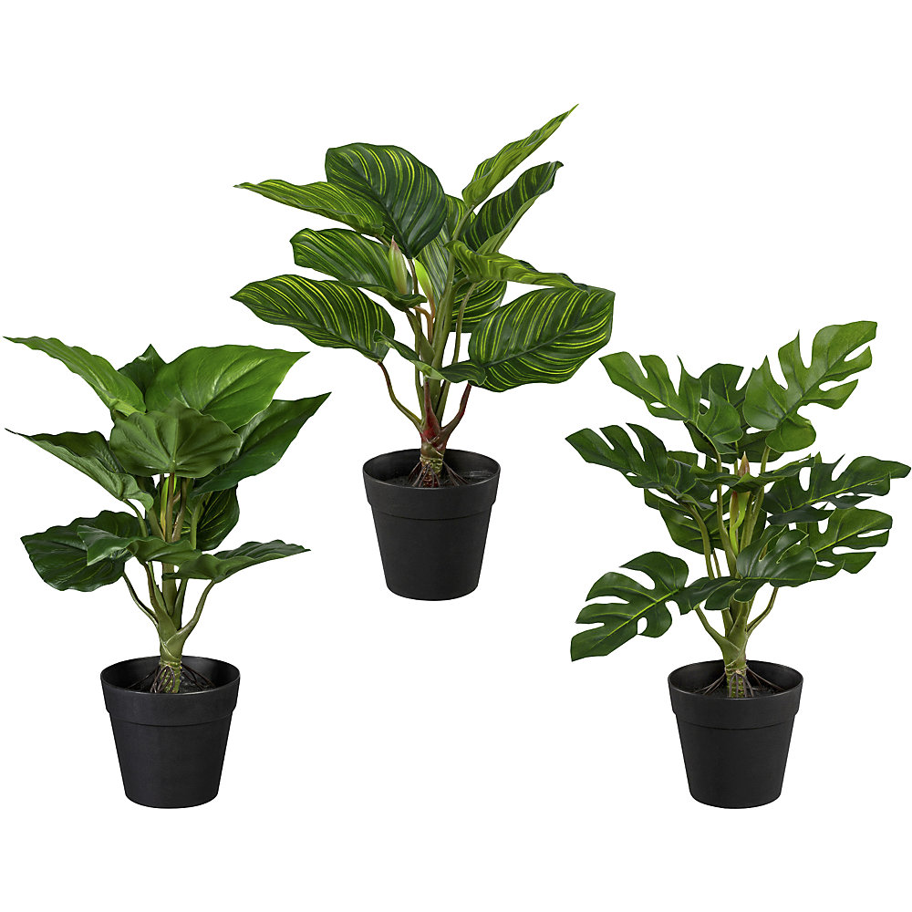 Ensemble de plantes vertes