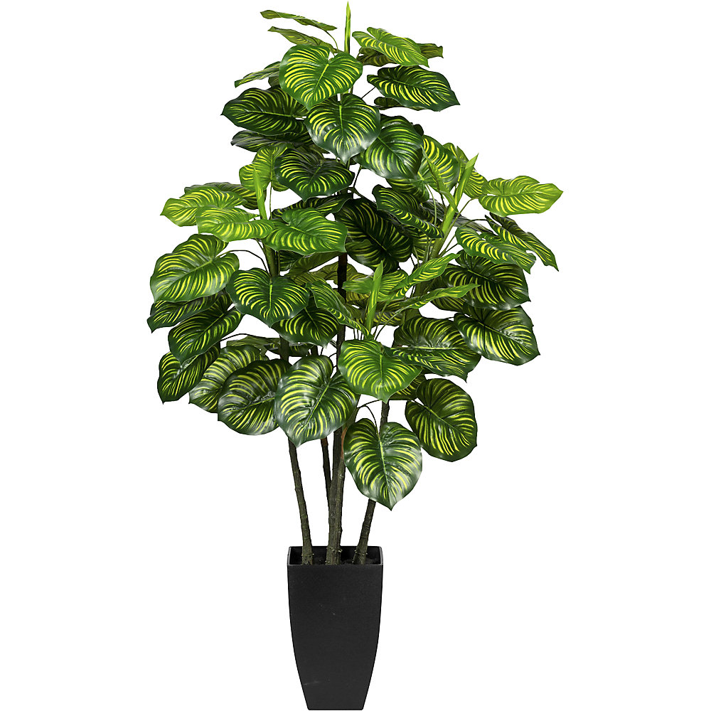 Maranta