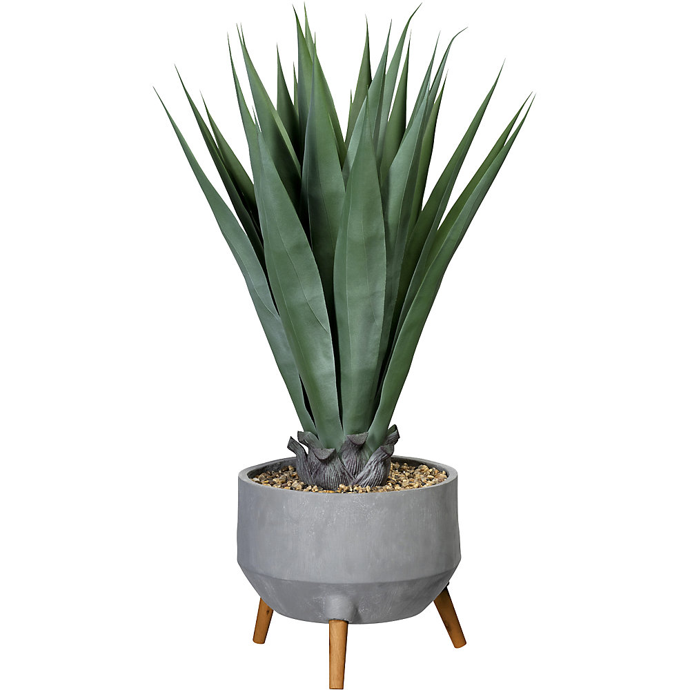Agave