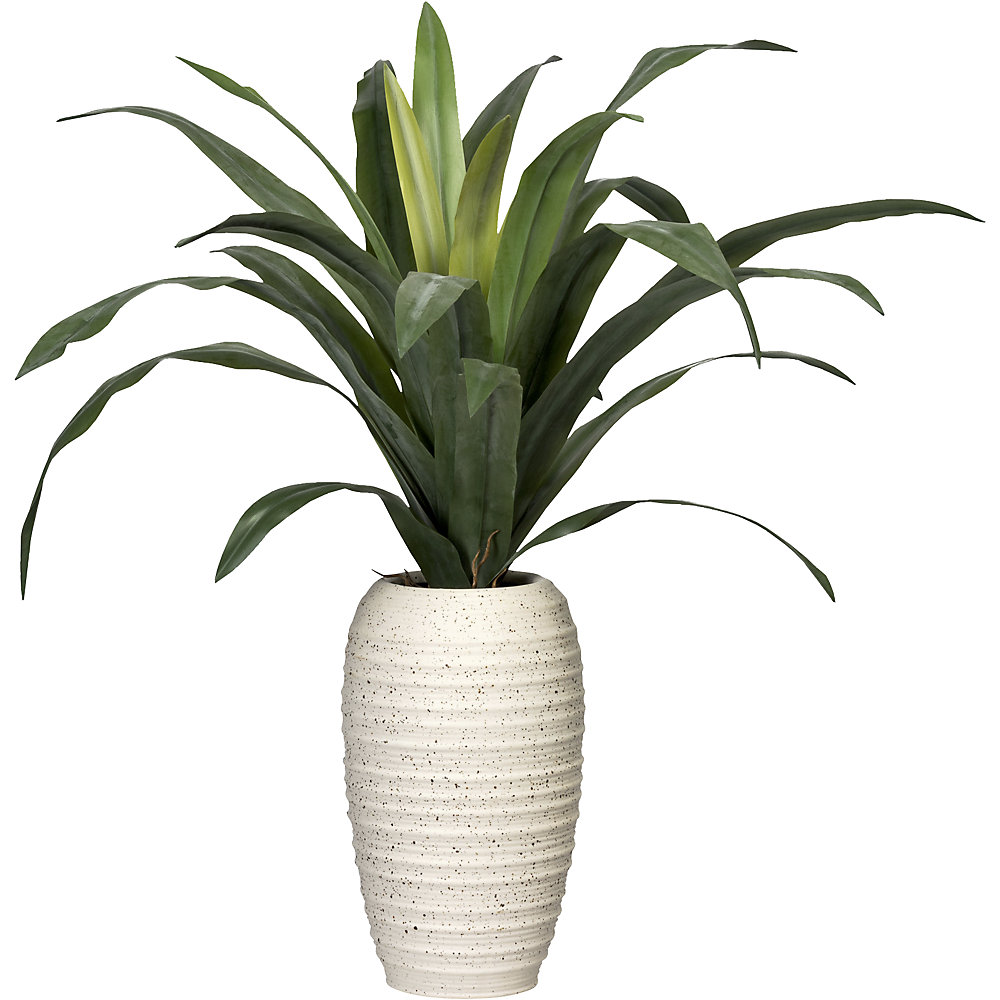 Dracaena