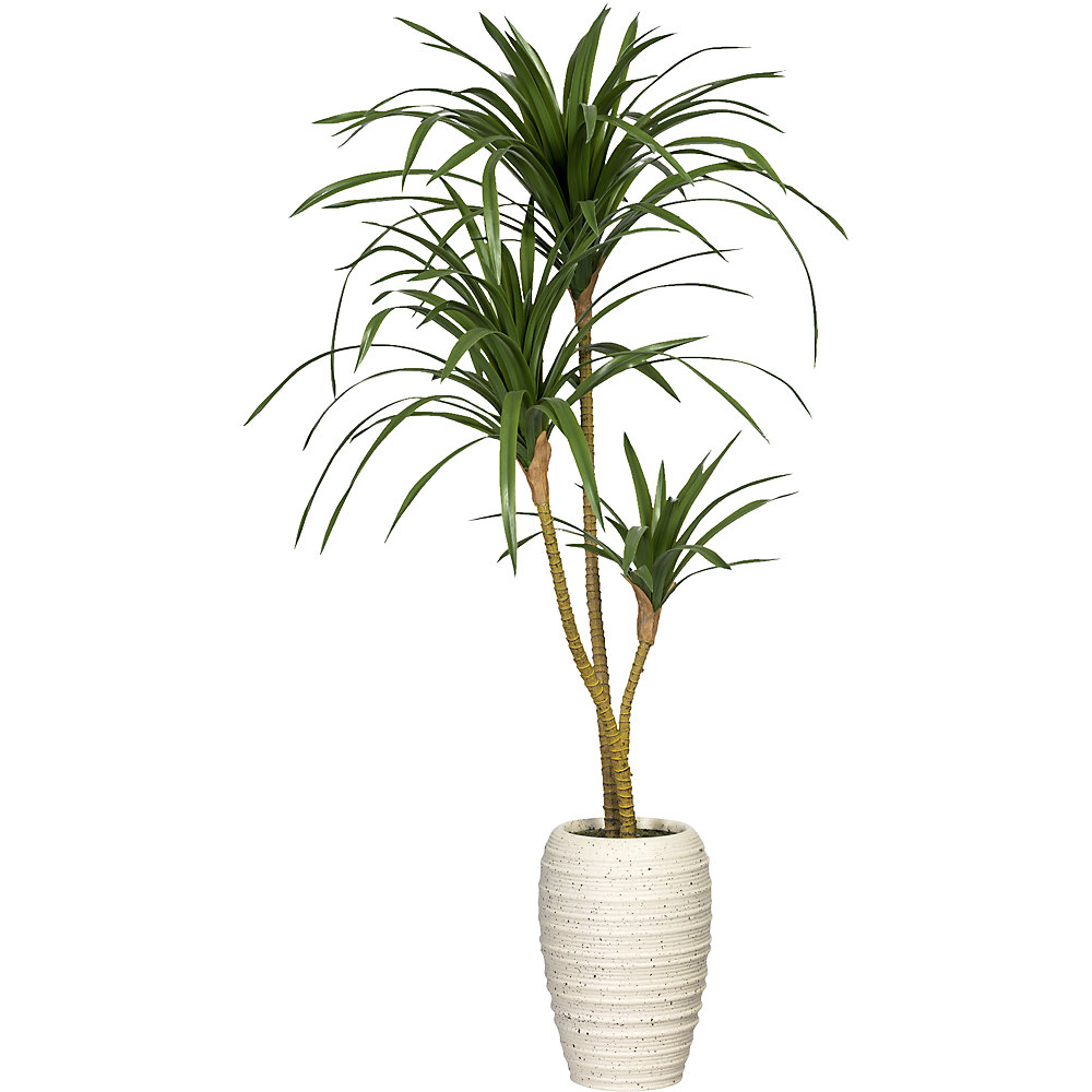 Dracaena