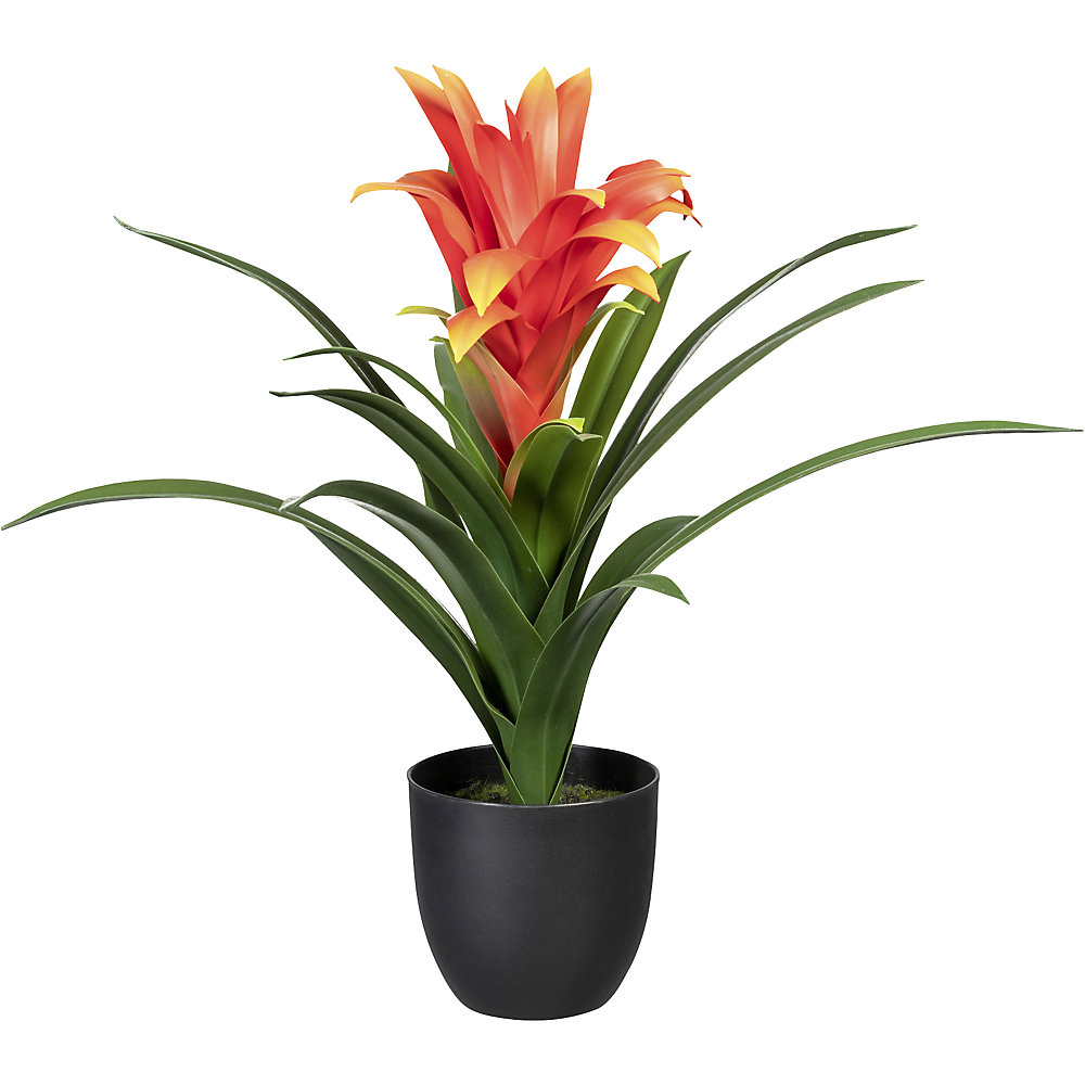 Bromélia guzmania