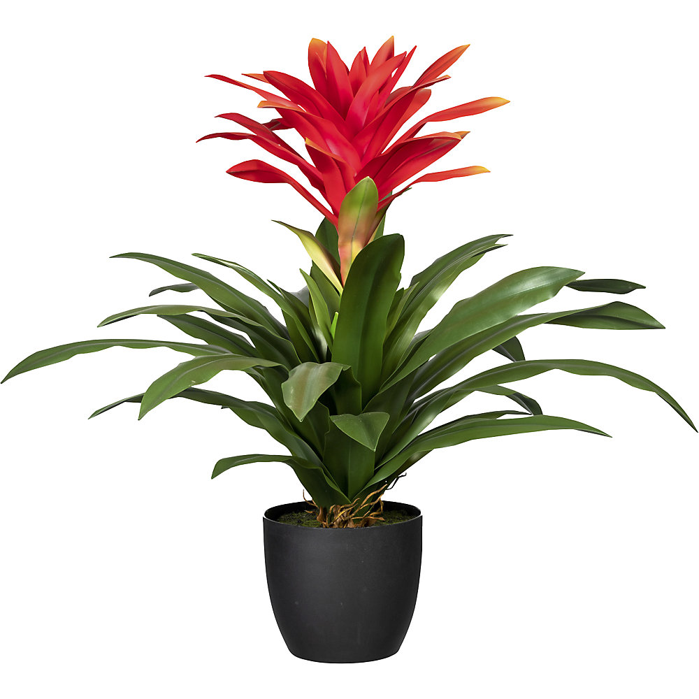 Bromélia guzmania