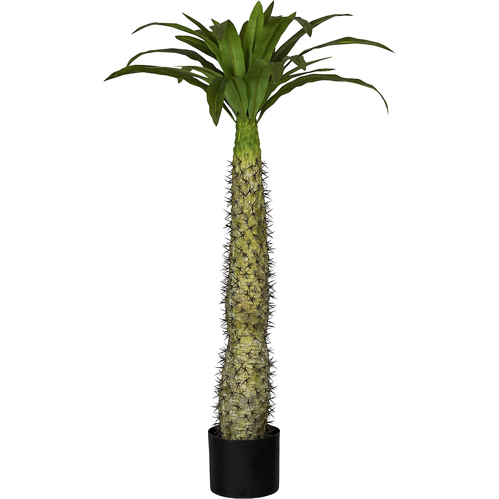 Pachypodium