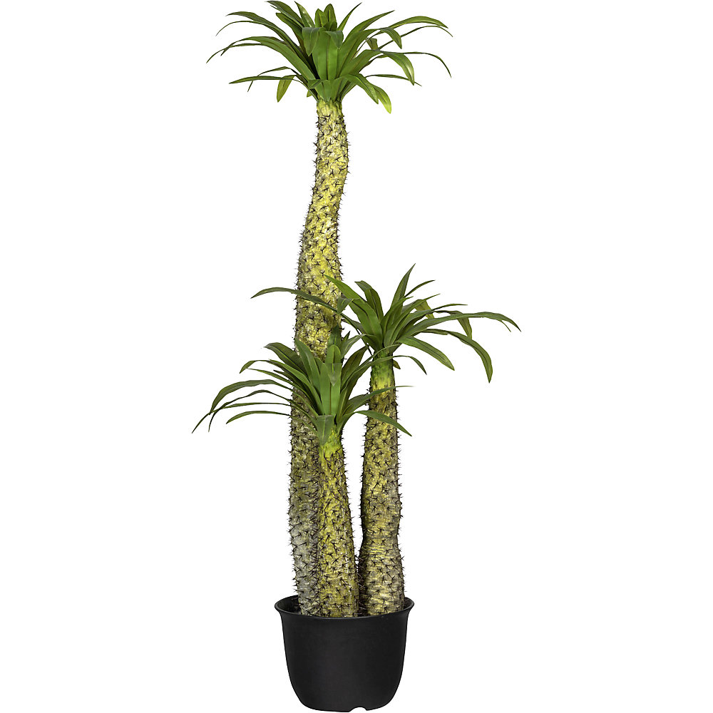 Pachypodium