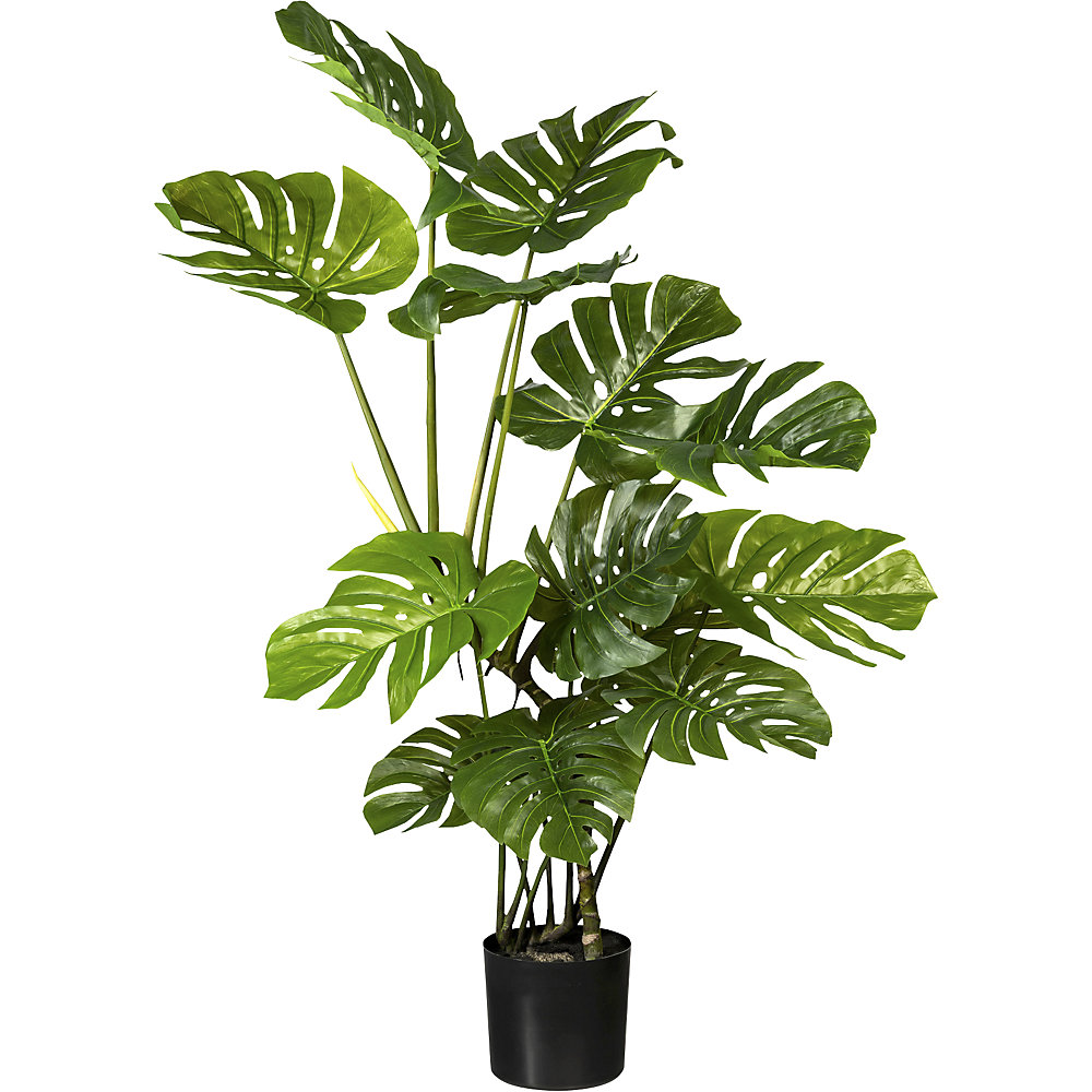 Philodendron à feuilles divisées