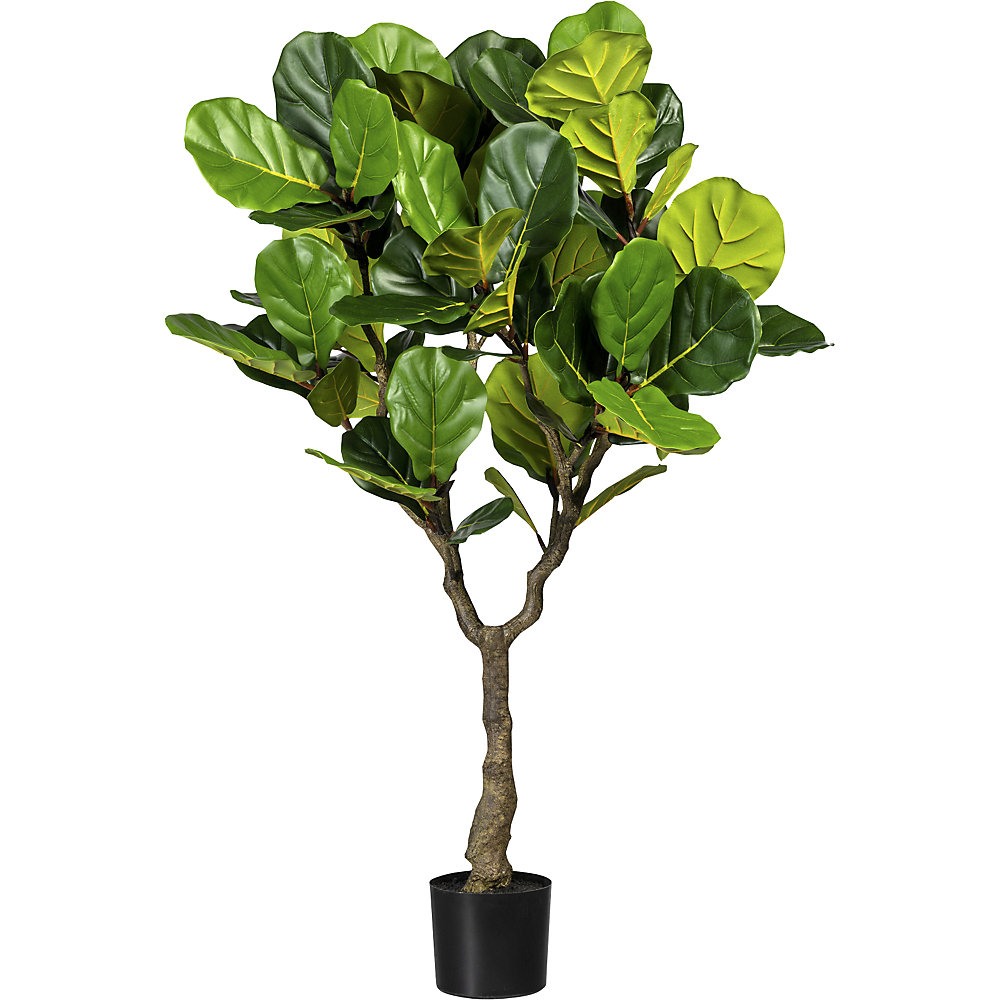 Ficus lyrata