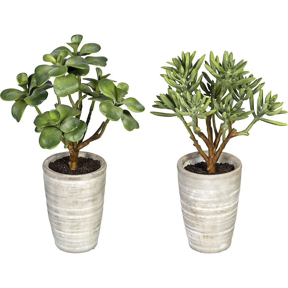 Mélange de kalanchoés et aloès