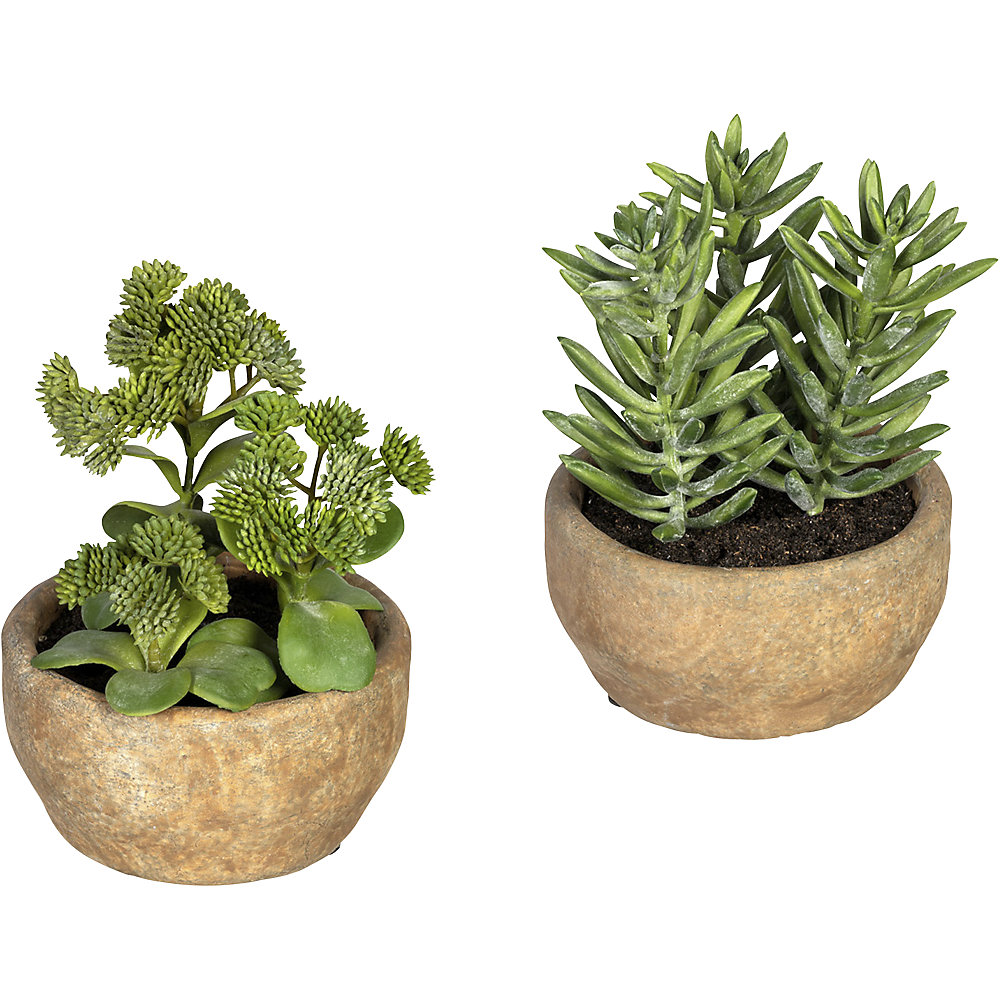 Mélange de sedum et aloès