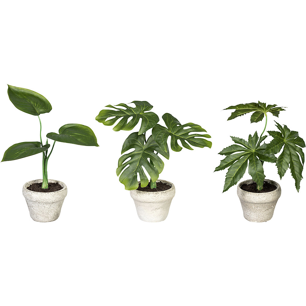 Ensemble de plantes vertes