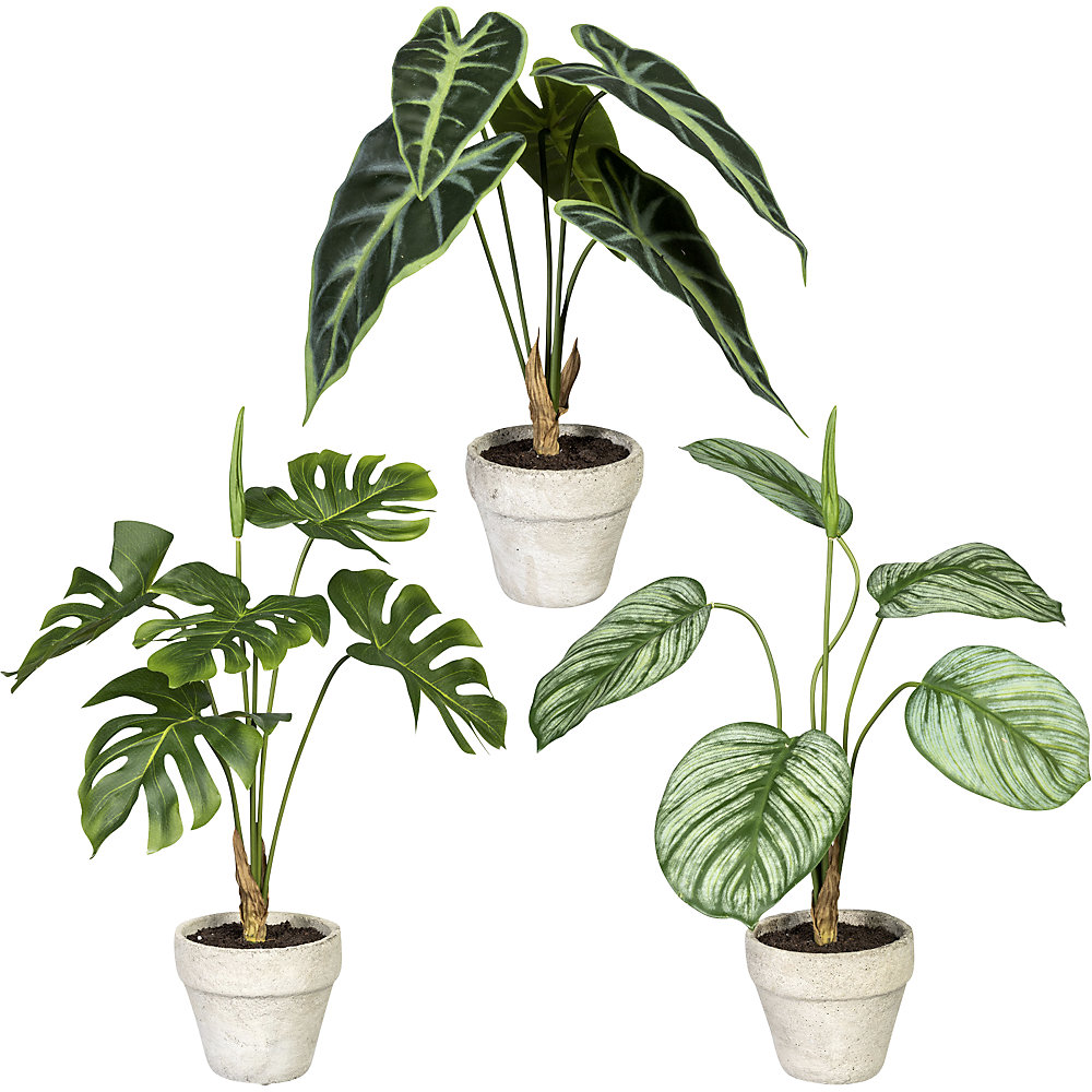 Ensemble de plantes vertes