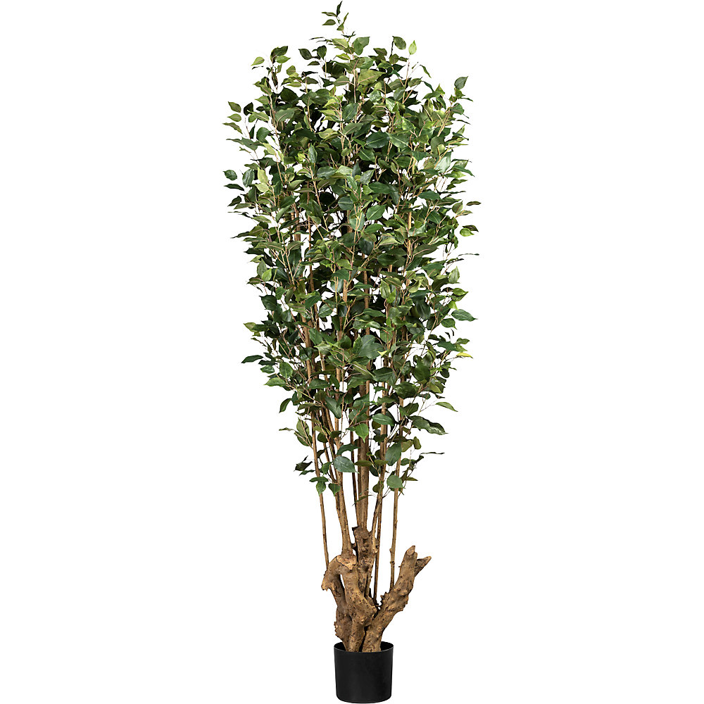 Ficus benjamina