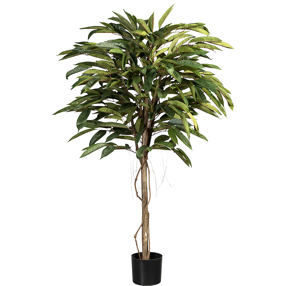 Ficus alii de luxe