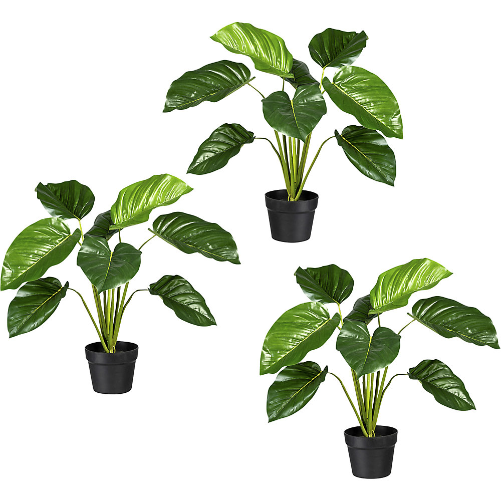 Philodendron
