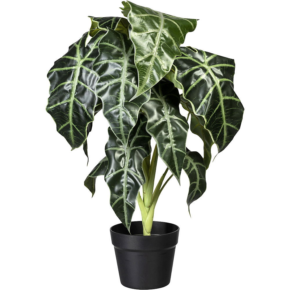 Alocasia