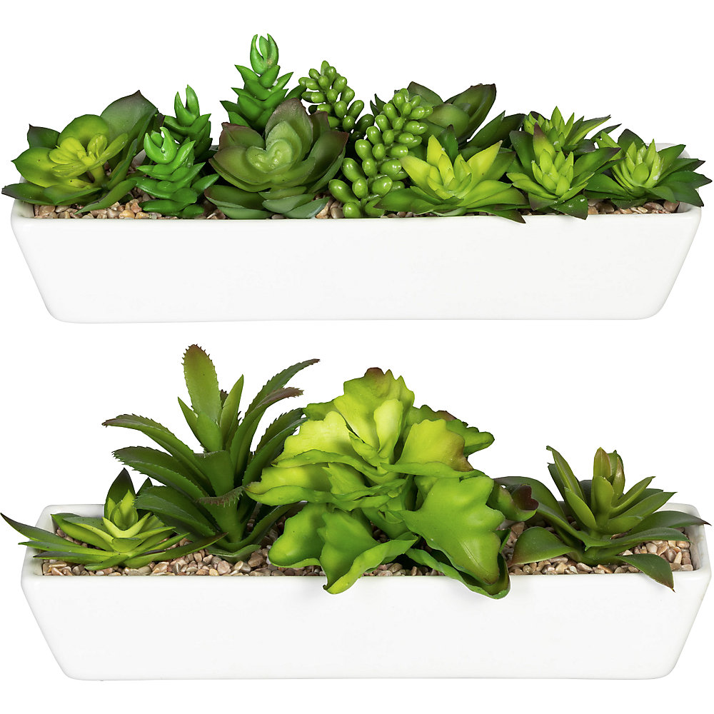 Arrangement de succulentes