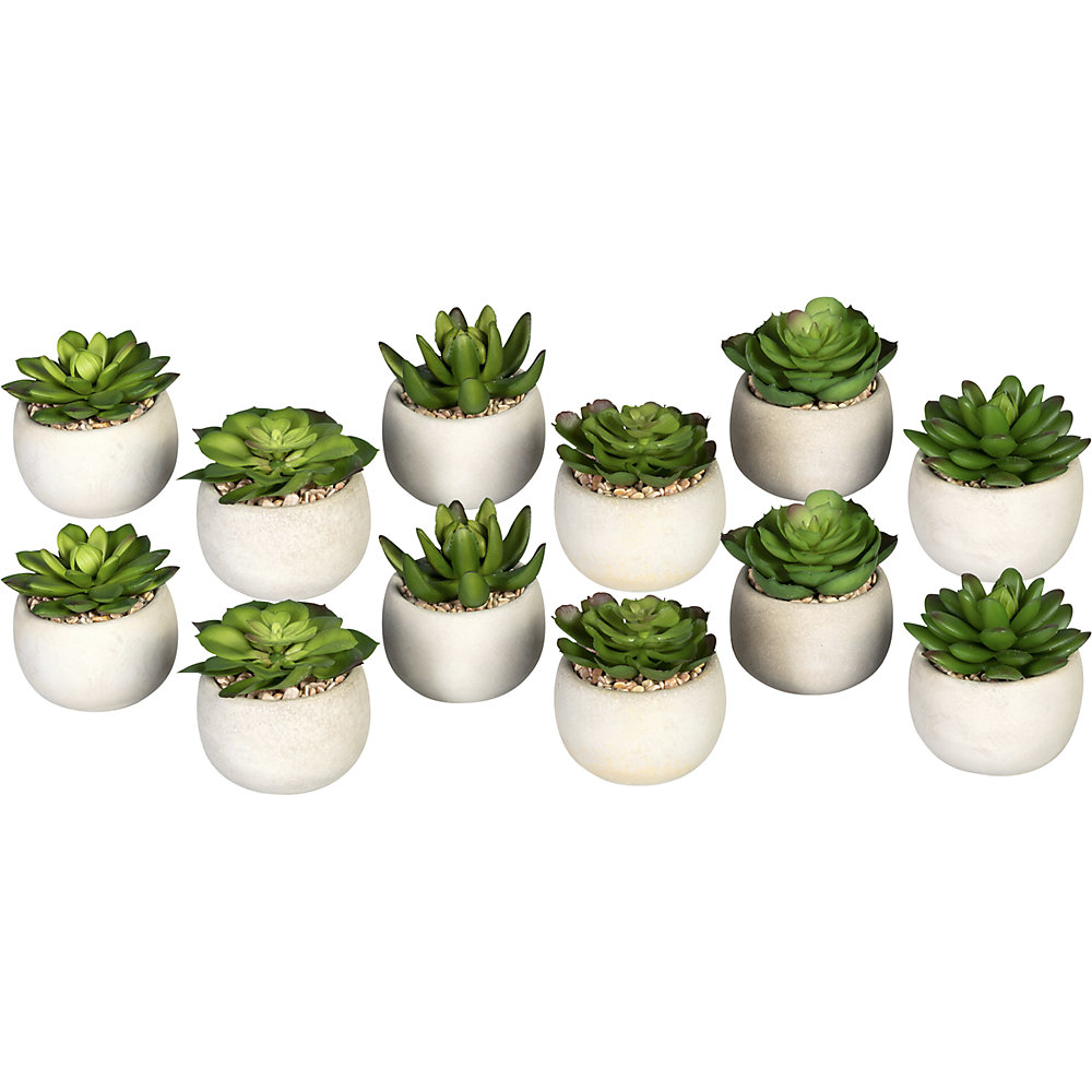 Échevérias, lot de 12