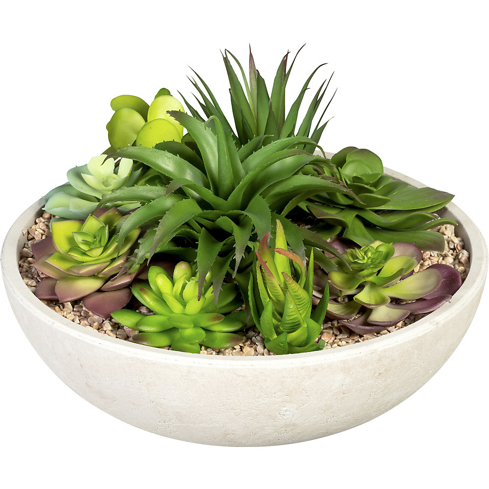 Arrangement de succulentes