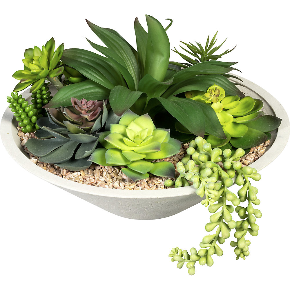 Arrangement de succulentes