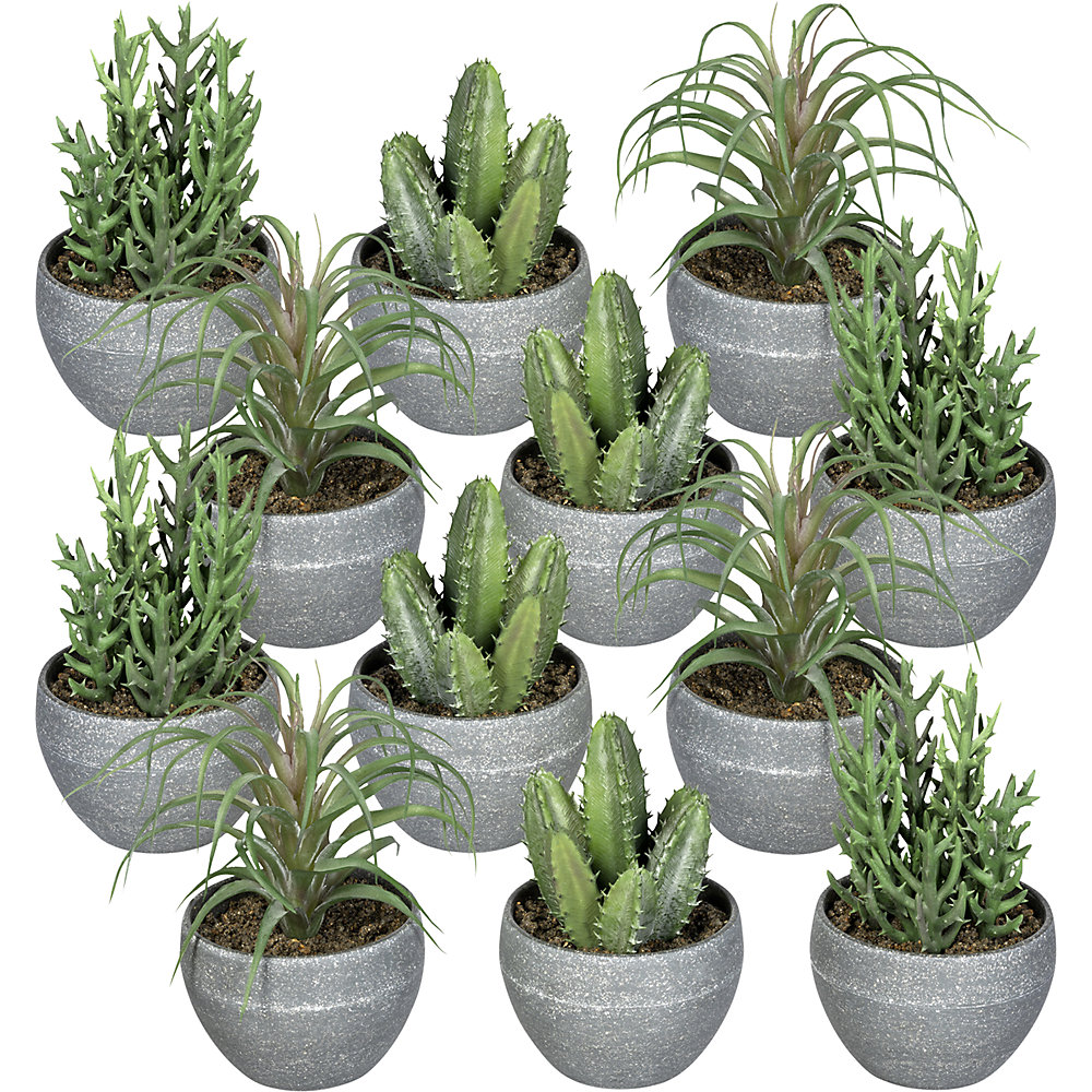 Plante suculente