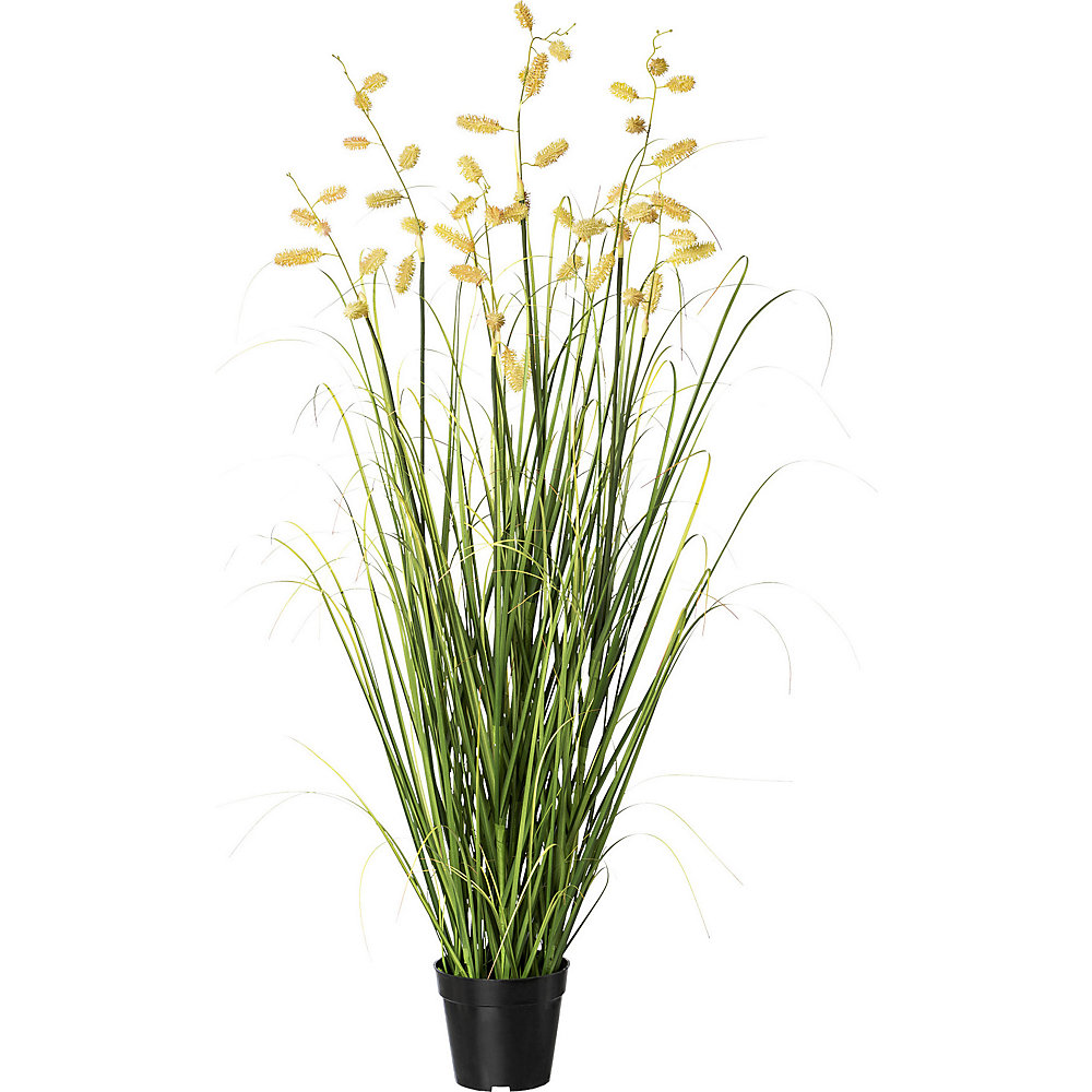 Buisson d'herbe avec fleurs