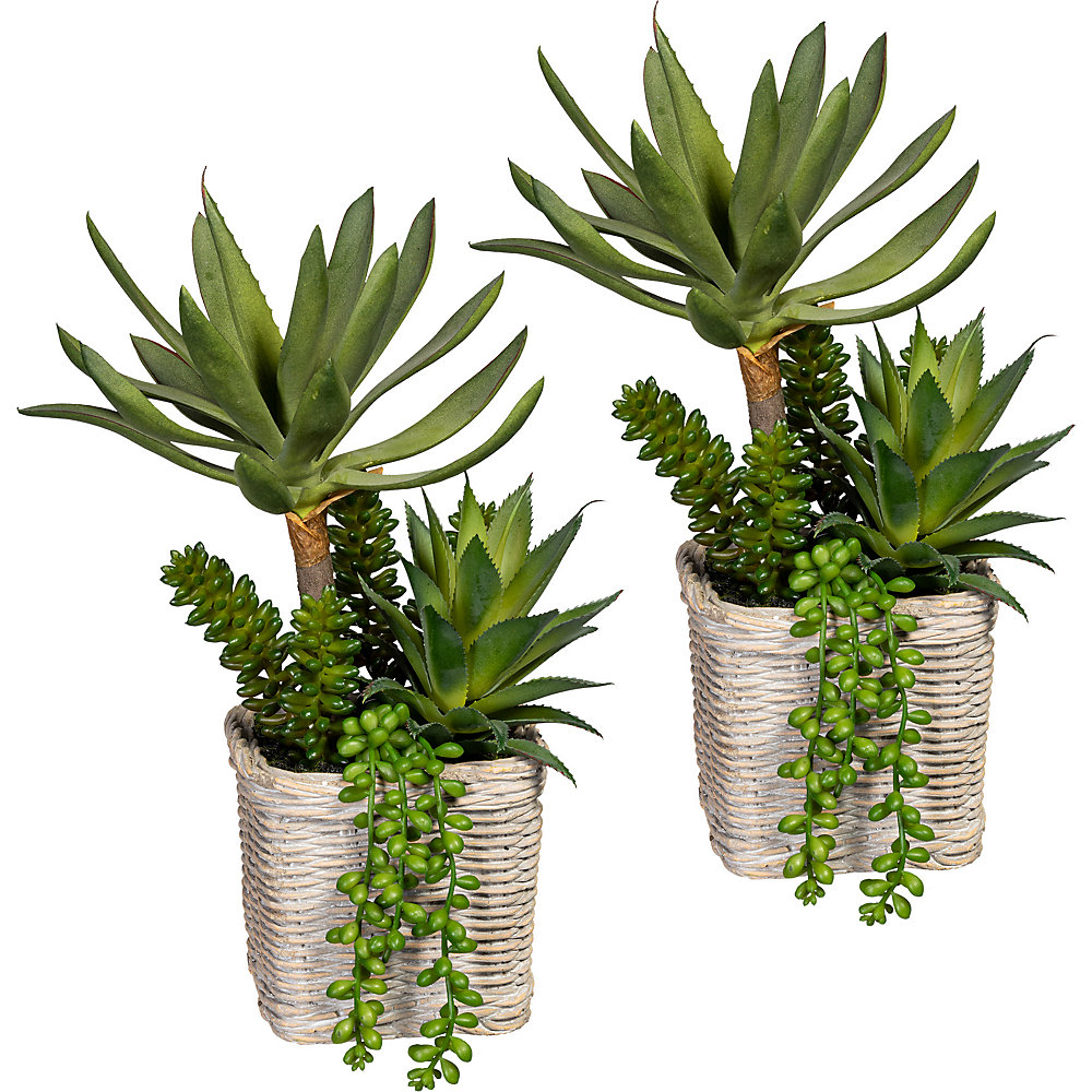 Arrangement de succulentes