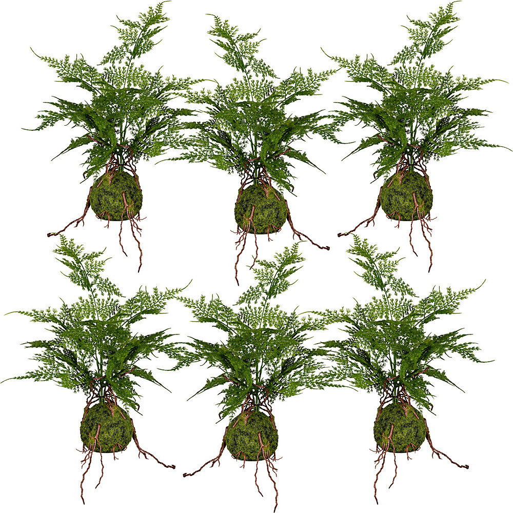 Fougère Asparagus plumosus