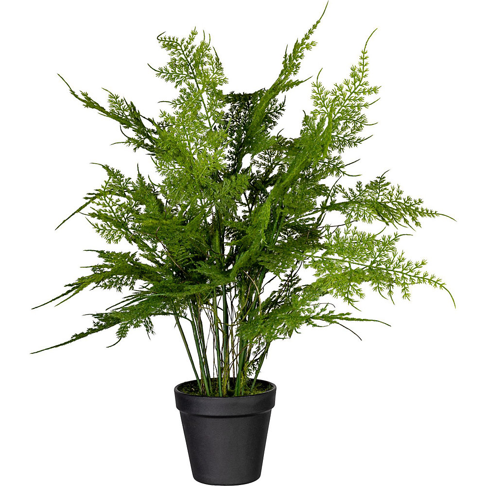 Fougère Asparagus plumosus