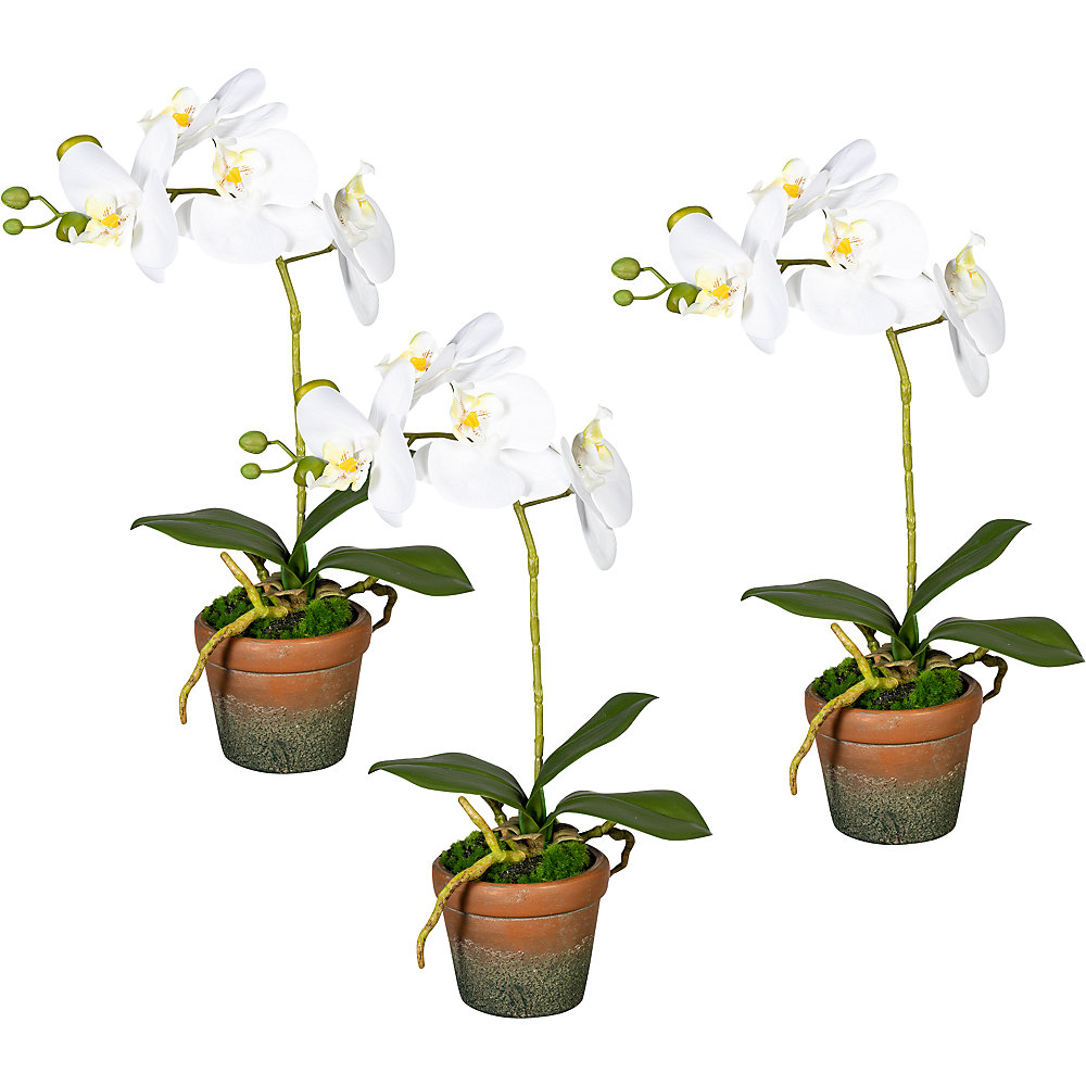 Orchidee Phalaenopsis, real touch, in een terracotta pot, VE = 3 stuks, bloemen wit