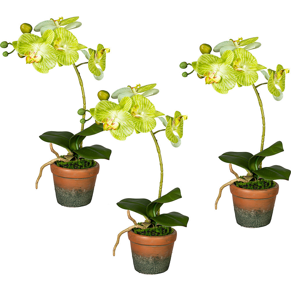 Orchidee Phalaenopsis, real touch, in een terracotta pot, VE = 3 stuks, bloemen groen