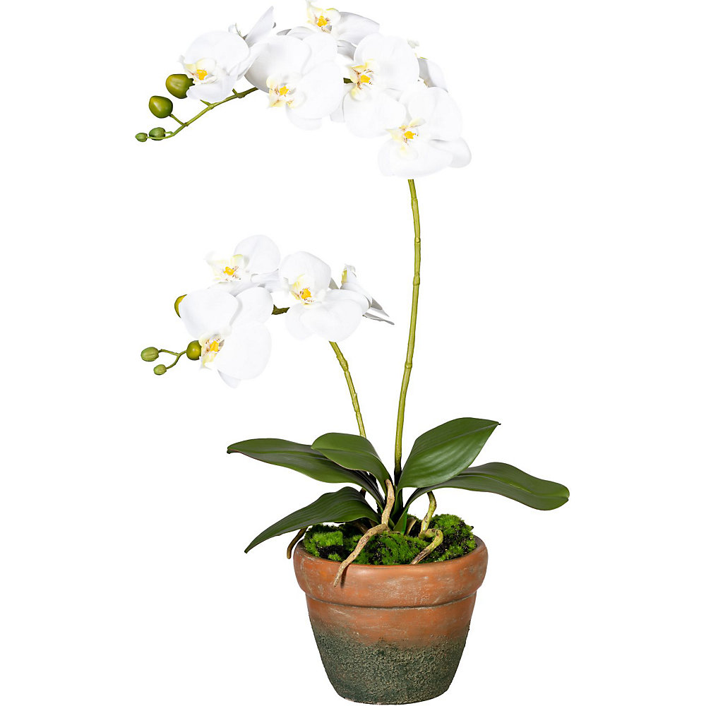 Orchidee Phalaenopsis, real touch, in een terracotta pot, bloemen wit