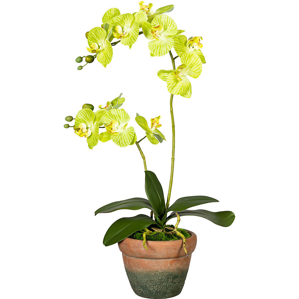 Orchidee Phalaenopsis, real touch, in een terracotta pot, bloemen groen