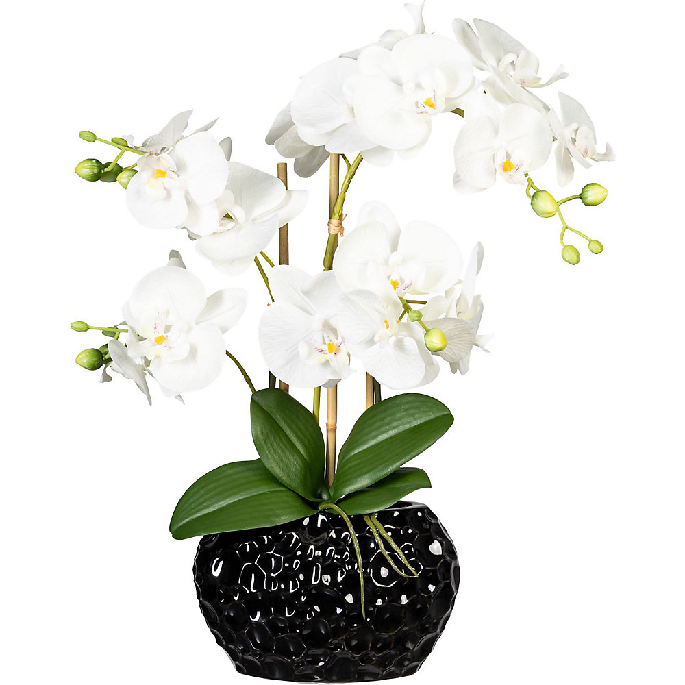 Phalaenopsis, keramische vaas zwart, hoogte 550 mm, bloemen wit
