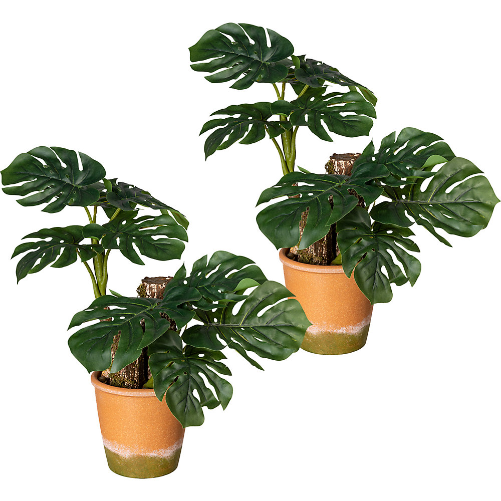 Split-Filodendron
