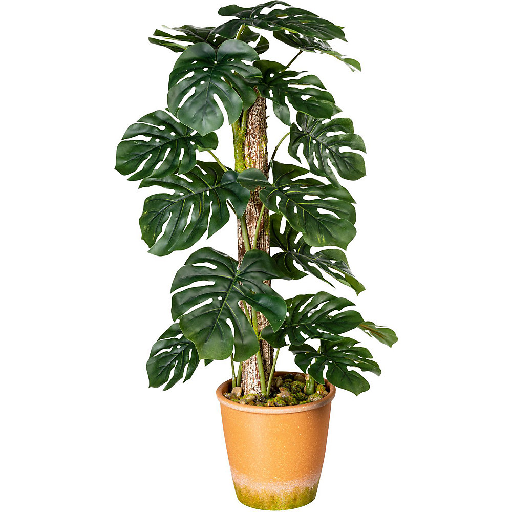 Philodendron à feuilles divisées sur tronc