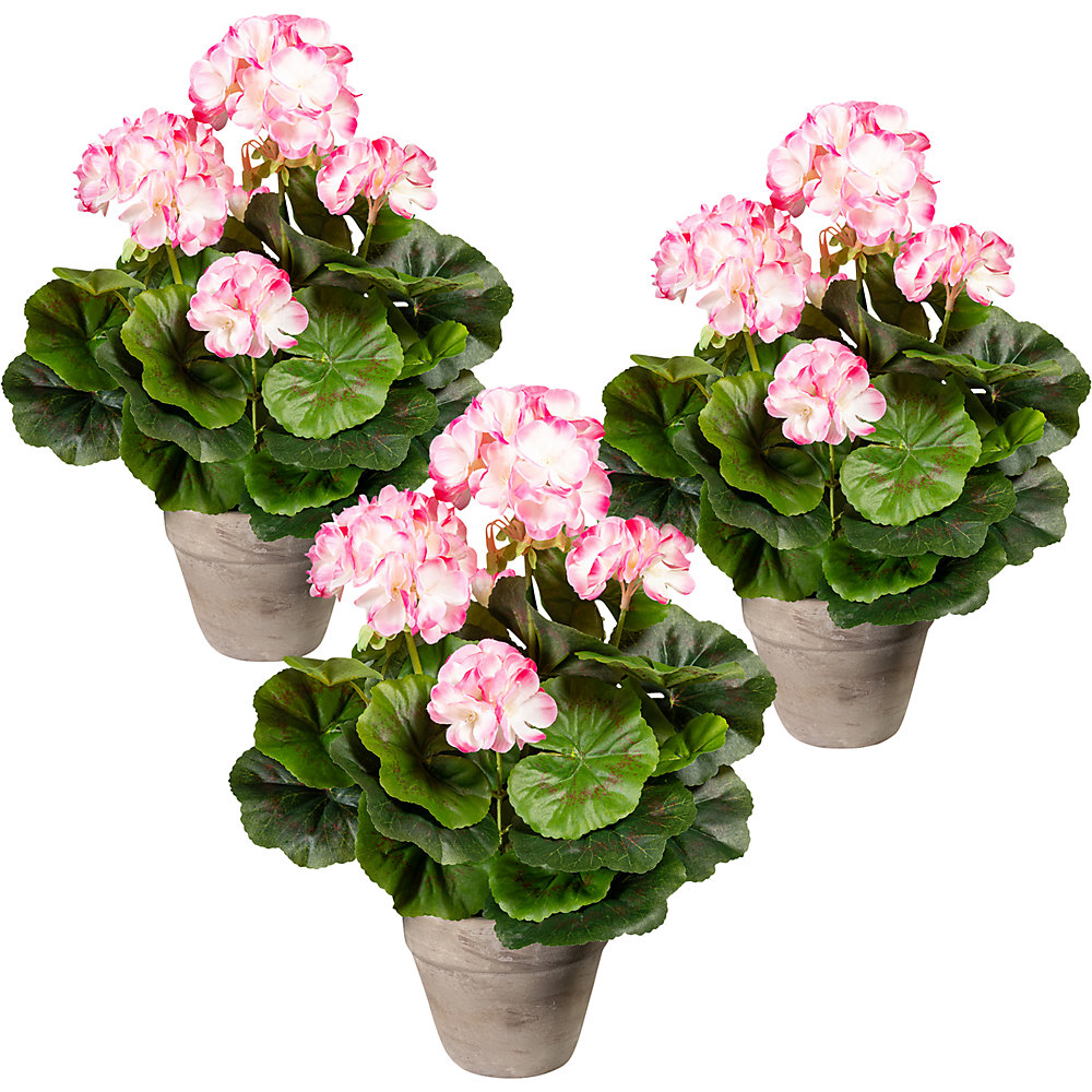 Buisson de géranium