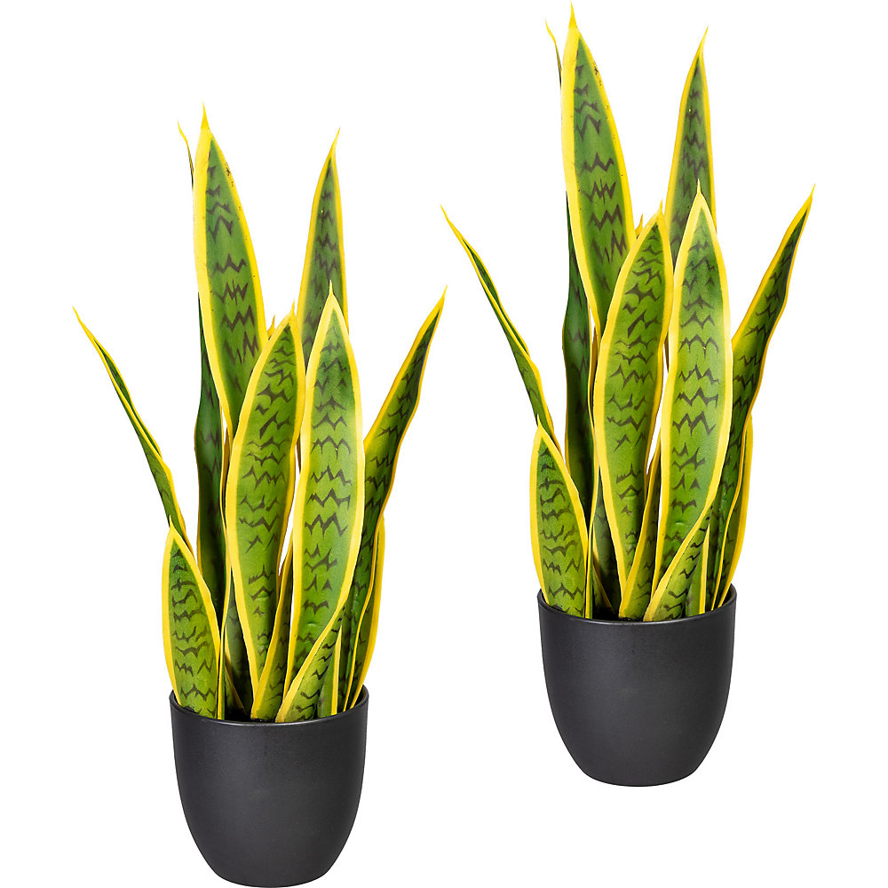 Sansevieria galben-verde