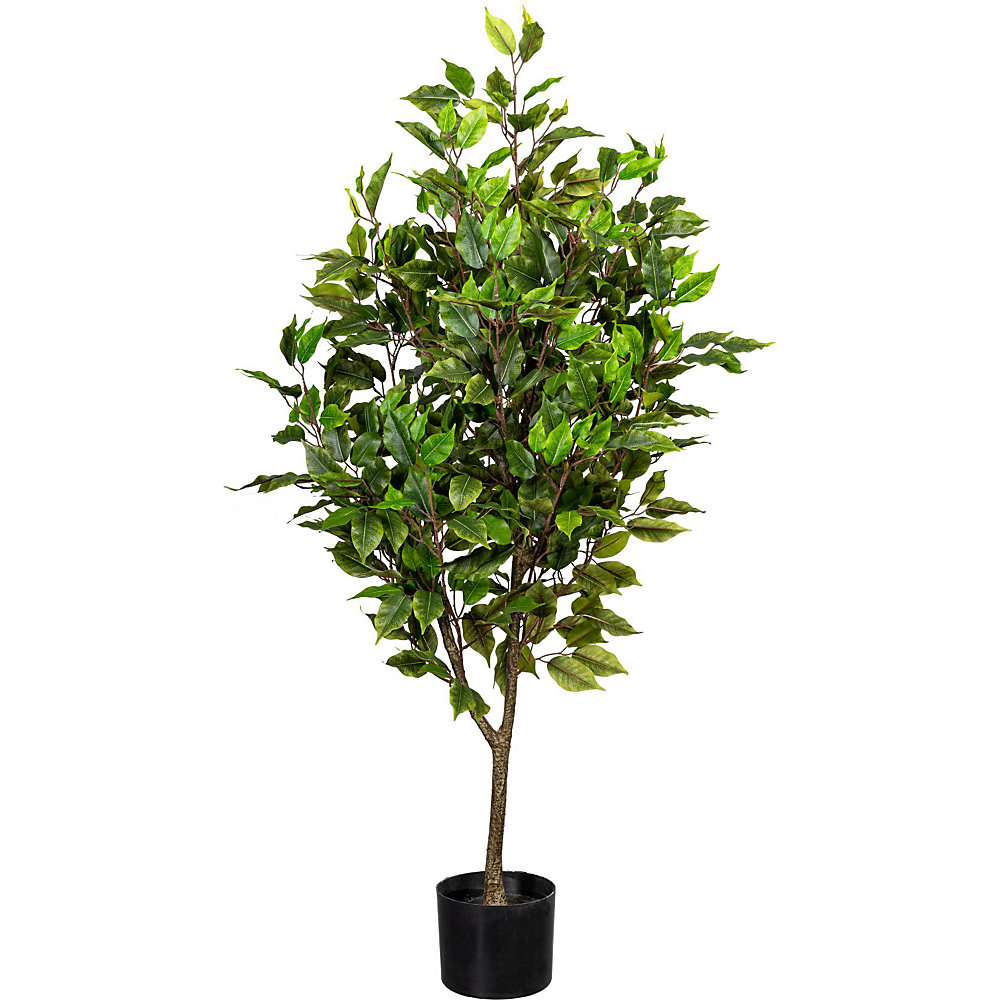 Ficus benjamina