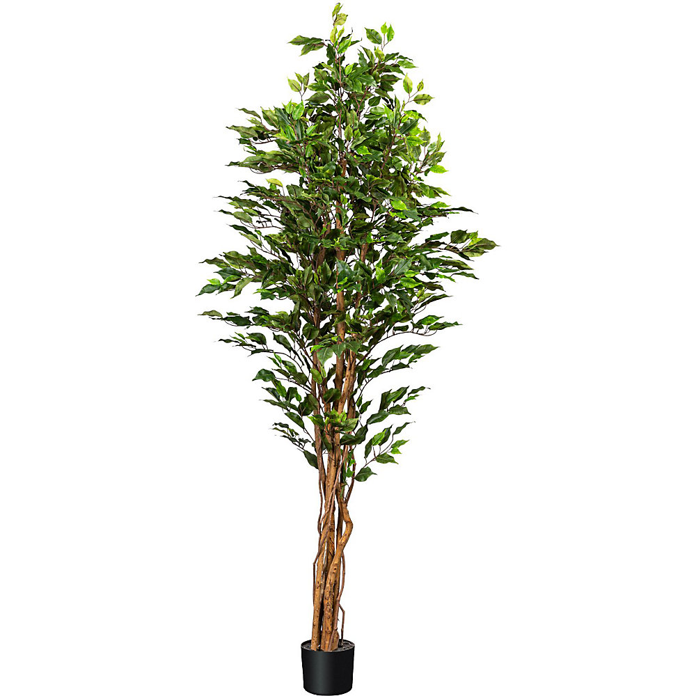 Figuier Ficus benjamina