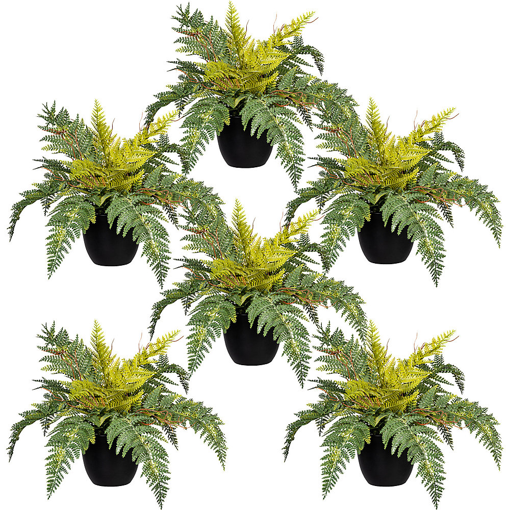 Fougère de Boston en pot