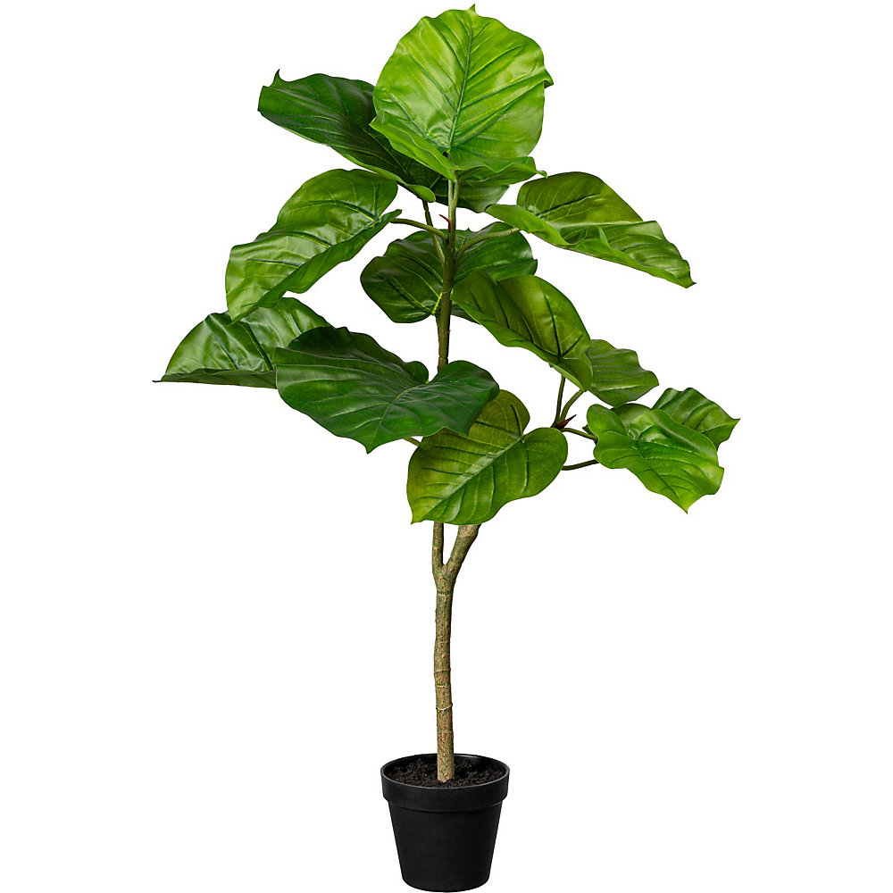 Figuier Ficus umbellata