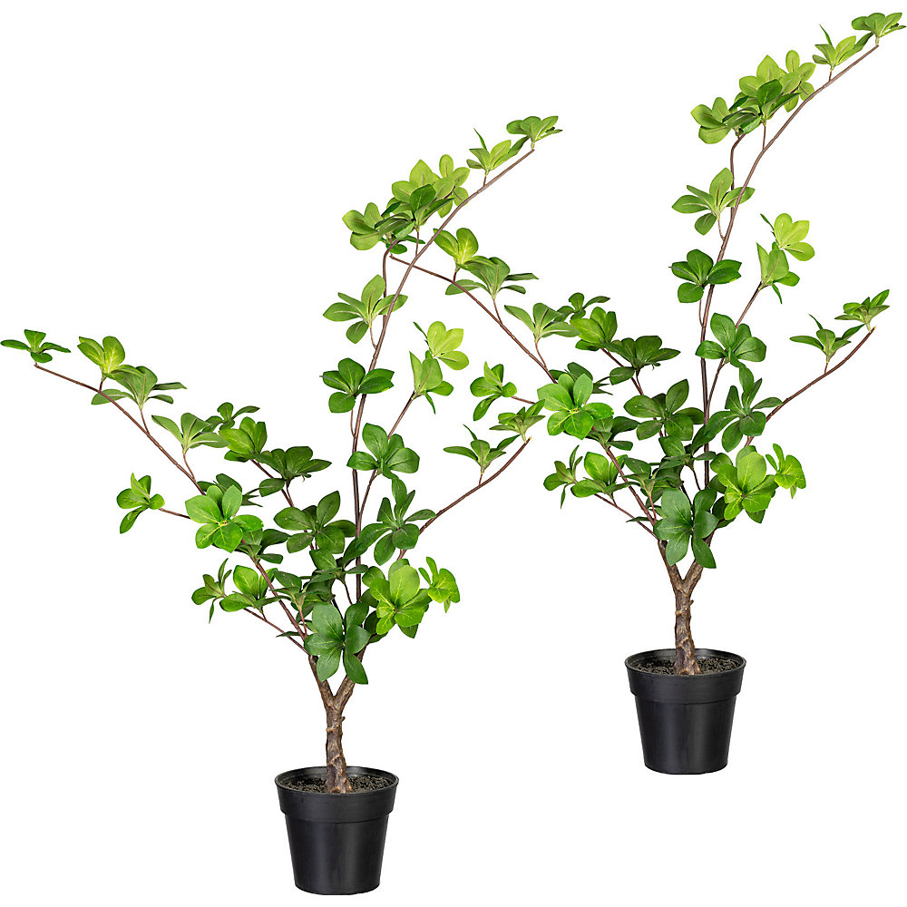 Plantă Louisiana