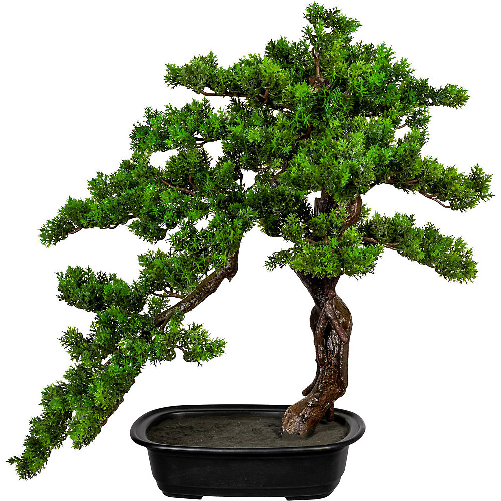 Bonsaï de myrte