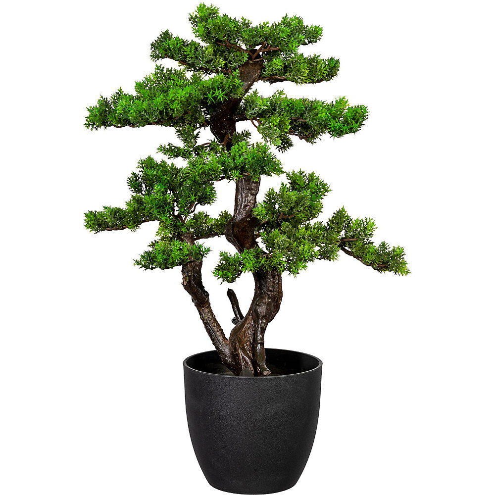 Mirt bonsai