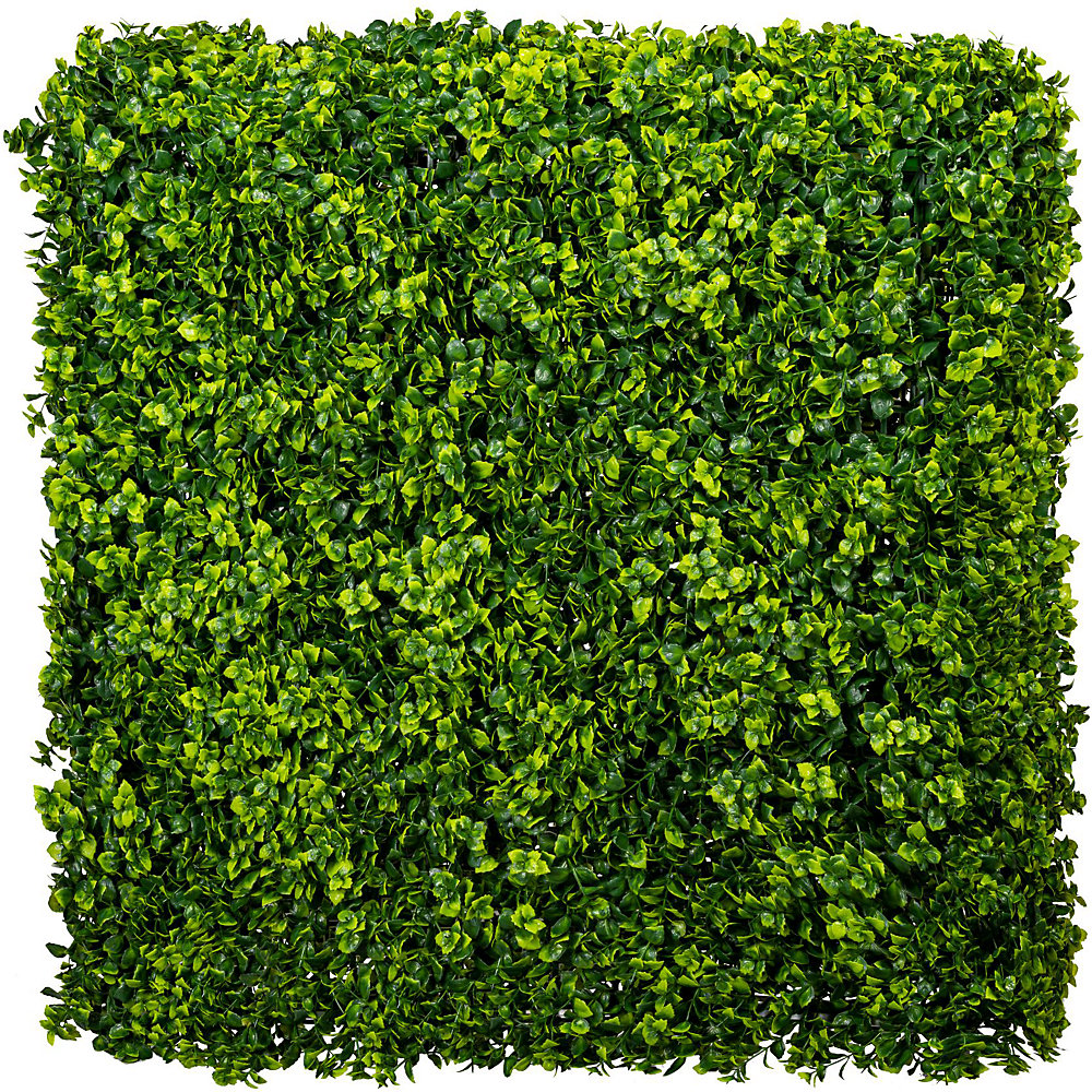 Gard viu din Ilex crenata