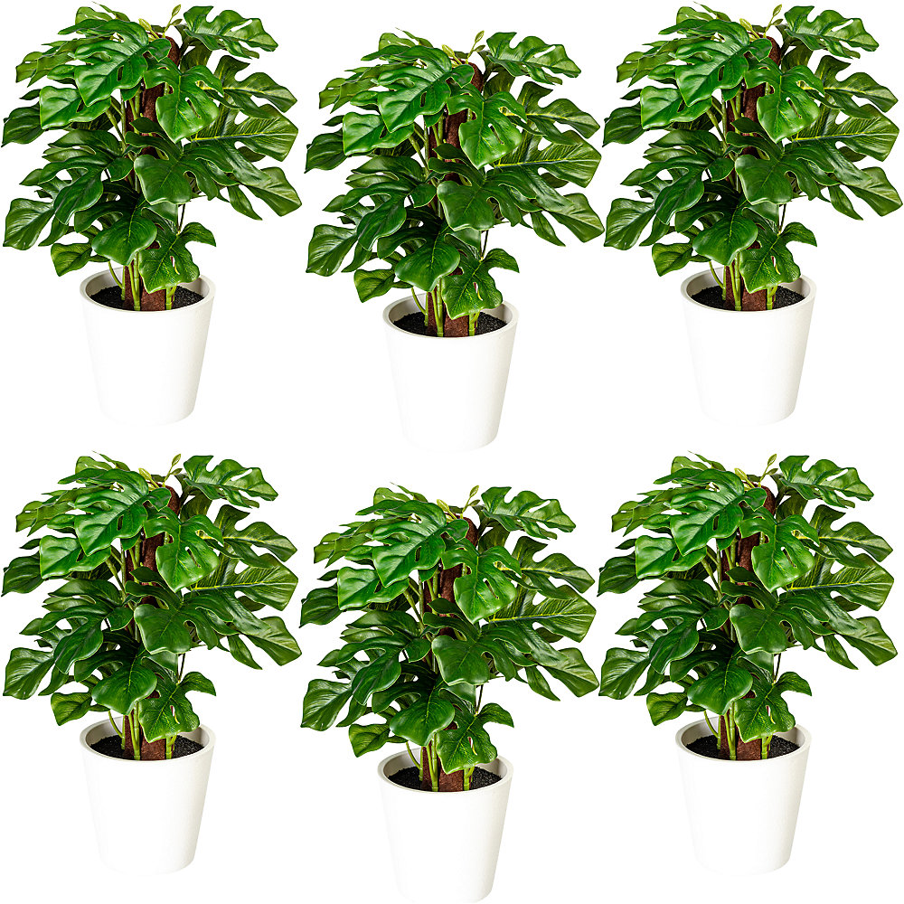 Philodendron à feuilles divisées