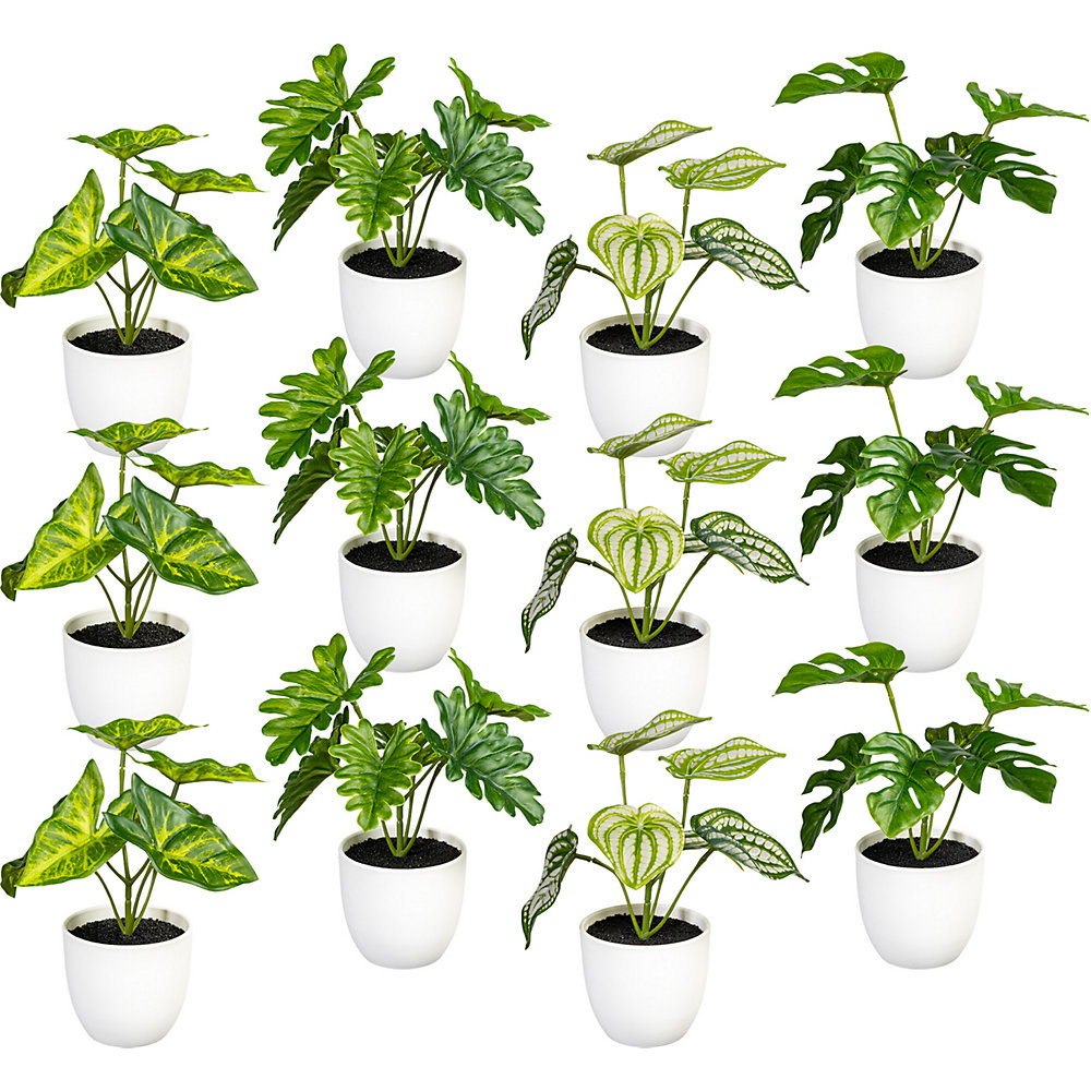 Amestec de plante verzi amb. 12 buc.