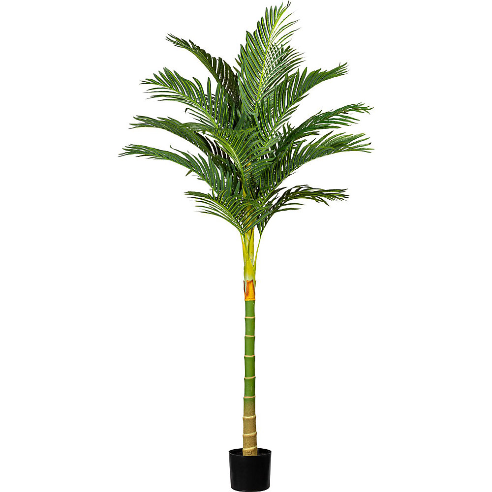 Palmier kentia à tronc haut